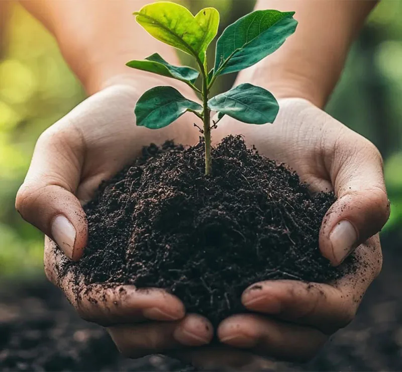 eco friendly food packaging solutions